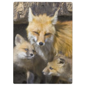 USA, Colorado, Breckenridge. Mutter von Rotfuchs 4 Klemmbrett (Rückseite)