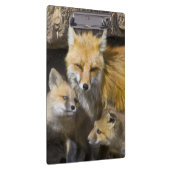 USA, Colorado, Breckenridge. Mutter von Rotfuchs 4 Klemmbrett (Rechts)