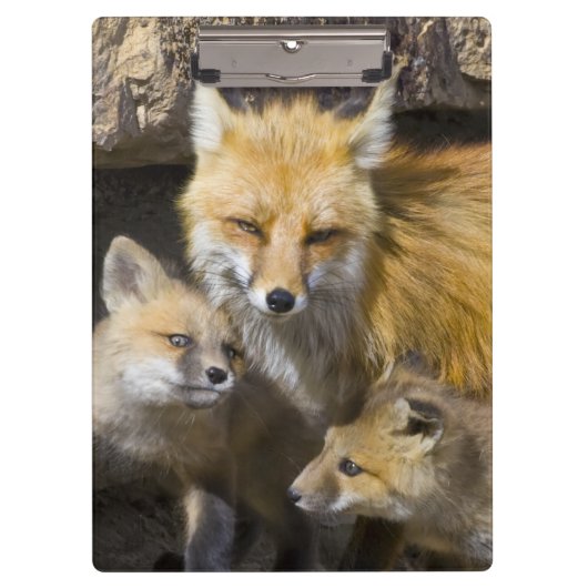 USA, Colorado, Breckenridge. Mutter von Rotfuchs 4 Klemmbrett (Vorderseite)