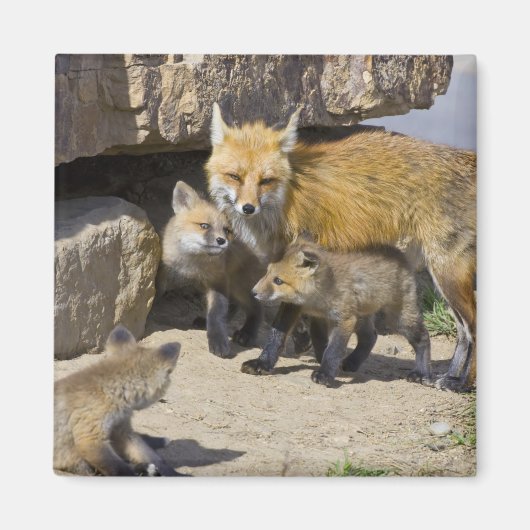 USA, Colorado, Breckenridge. Mutter von Rotfuchs 4 Magnet (Vorne)