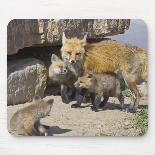 USA, Colorado, Breckenridge. Mutter von Rotfuchs 4 Mousepad (Vorne)