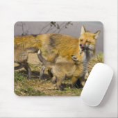 USA, Colorado, Breckenridge. Mutter von Rotfuchs Mousepad (Mit Mouse)