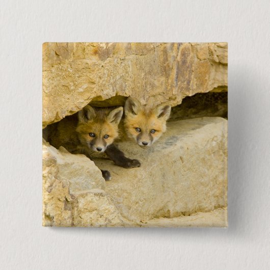 USA, Colorado, Breckenridge. Neuartiger Rotfuchs Button (Vorderseite)