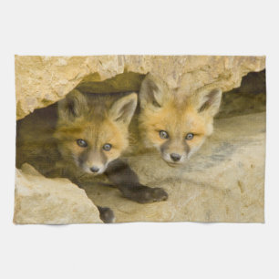 USA, Colorado, Breckenridge. Neuartiger Rotfuchs Handtuch