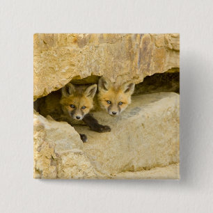 USA, Colorado, Breckenridge. Neugieriger Rotfuchs Button