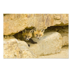 USA, Colorado, Breckenridge. Neugieriger Rotfuchs Fotodruck