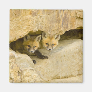 USA, Colorado, Breckenridge. Neugieriger Rotfuchs Magnet