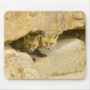 USA, Colorado, Breckenridge. Neugieriger Rotfuchs Mousepad