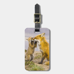 USA, Colorado, Breckenridge. Rotfuchs-Mutter 2 Gepäckanhänger