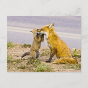 USA, Colorado, Breckenridge. Rotfuchs-Mutter 2 Postkarte