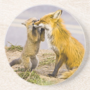 USA, Colorado, Breckenridge. Rotfuchs-Mutter 2 Sandstein Untersetzer