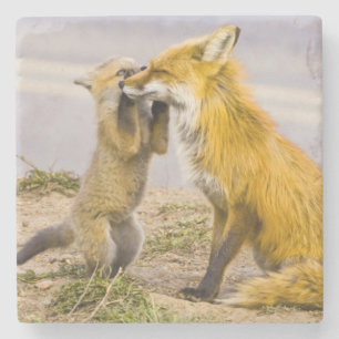 USA, Colorado, Breckenridge. Rotfuchs-Mutter 2 Steinuntersetzer