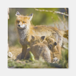 USA, Colorado, Breckenridge. Rotfuchs-Mutter 3 Magnet