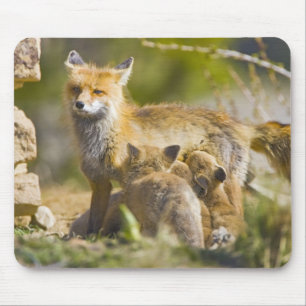 USA, Colorado, Breckenridge. Rotfuchs-Mutter 3 Mousepad