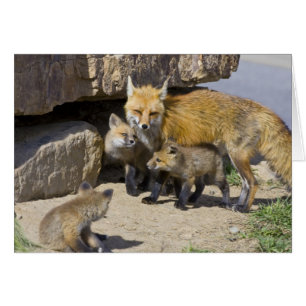 USA, Colorado, Breckenridge. Rotfuchs-Mutter 4