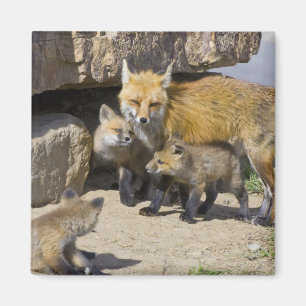USA, Colorado, Breckenridge. Rotfuchs-Mutter 4 Magnet