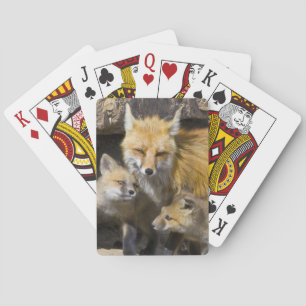 USA, Colorado, Breckenridge. Rotfuchs-Mutter 4 Spielkarten