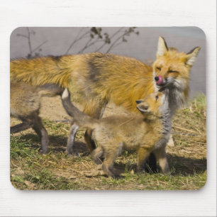 USA, Colorado, Breckenridge. Rotfuchs-Mutter Mousepad