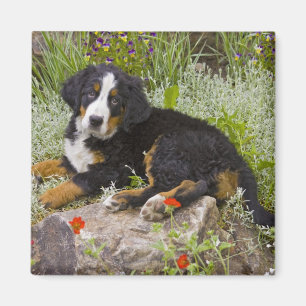 USA, Colorado, Breckenridge. Weiblicher Berner Sen Magnet