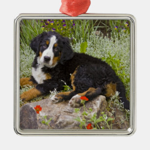 USA, Colorado, Breckenridge. Weiblicher Berner Sen Ornament Aus Metall