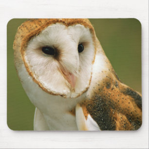 USA, Colorado, Broomfield. Schleiereule Mousepad