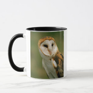 USA, Colorado, Broomfield. Schleiereule Tasse
