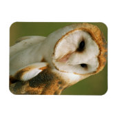 USA, Colorado, Broomfield. Uhu Magnet (Horizontal)