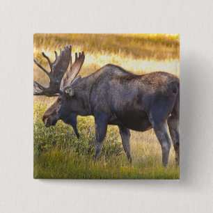 USA, Colorado, Cameron Pass. Bull-Elch Button