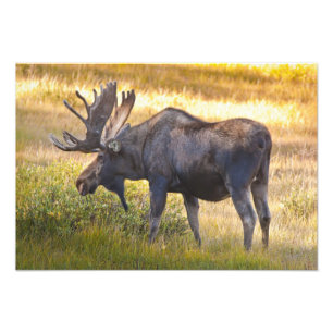 USA, Colorado, Cameron Pass. Bull-Elch Fotodruck
