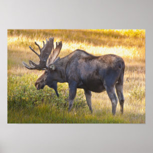 USA, Colorado, Cameron Pass. Bull Elch mit Poster