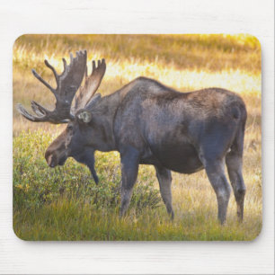 USA, Colorado, Cameron Pass. Bull-Elch Mousepad