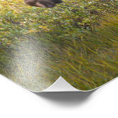 USA, Colorado, Cameron Pass. Bullenmuschel Fotodruck (Ecke)