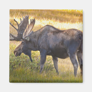USA, Colorado, Cameron Pass. Bullenmuschel Magnet