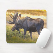 USA, Colorado, Cameron Pass. Bullenmuschel Mousepad (Mit Mouse)