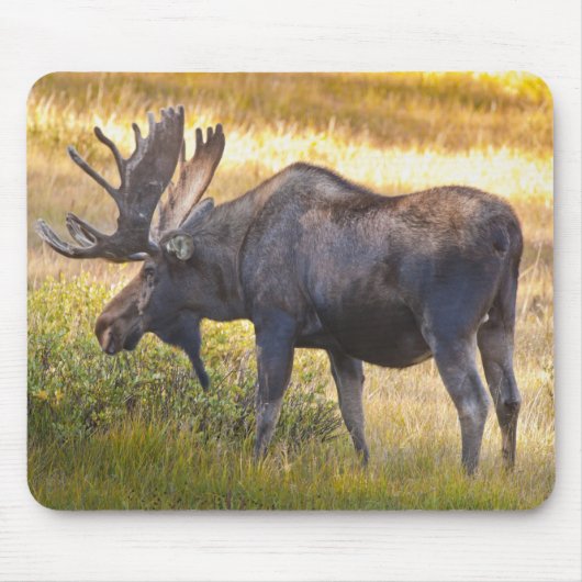 USA, Colorado, Cameron Pass. Bullenmuschel Mousepad (Vorne)