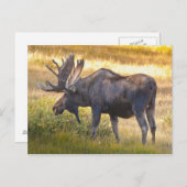 USA, Colorado, Cameron Pass. Bullenmuschel Postkarte (Vorne/Hinten)