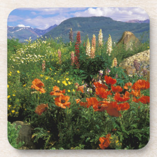 USA, Colorado, Crested Butte. Mohn und Lupine Getränkeuntersetzer