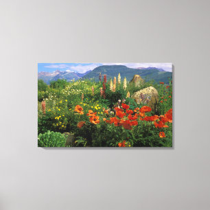 USA, Colorado, Crested Butte. Mohn und Lupine Leinwanddruck