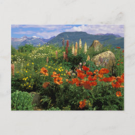 USA, Colorado, Crested Butte. Pflaumen und Lupine Postkarte