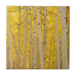 USA, Colorado. Espen im Gunnison National Fliese