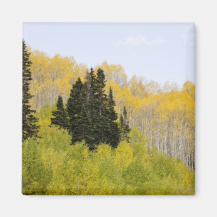 USA, Colorado, Gunnison National Forest, entlang 2 Magnet
