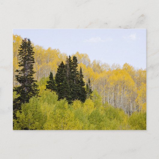 USA, Colorado, Gunnison National Forest, entlang 2 Postkarte (Vorderseite)