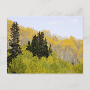 USA, Colorado, Gunnison National Forest, entlang 2 Postkarte