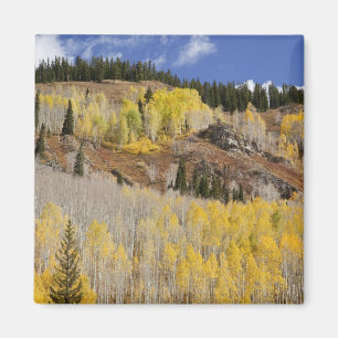 USA, Colorado, Gunnison National Forest, entlang Magnet