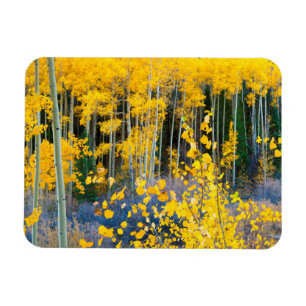 USA, Colorado. Helle gelbe Espen in den Rockies 2 Magnet
