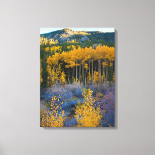 USA, Colorado. Helle gelbe Espen in den Rockies Leinwanddruck