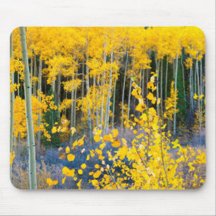 USA, Colorado. Hellgelbe Aspekte in Rockies 2 Mousepad