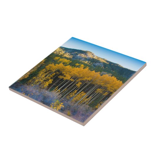 USA, Colorado. Hellgelbe Aspekte in Rockies Fliese (Seite)