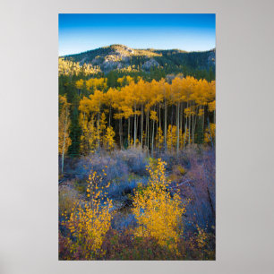 USA, Colorado. Hellgelbe Aspekte in Rockies Poster