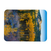 USA, Colorado Hellgelbe Aspen in Rockies Magnet (Horizontal)